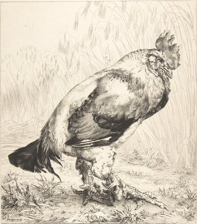 O Galo Velho, 1882. de Felix Bracquemond