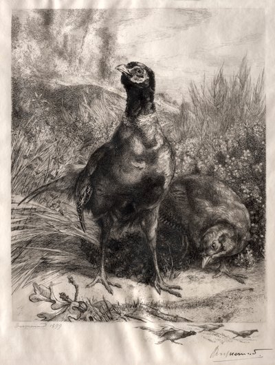 Os faisões, 1899. de Felix Bracquemond