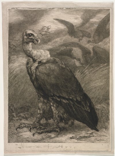 Abutre, 1904. de Felix Bracquemond
