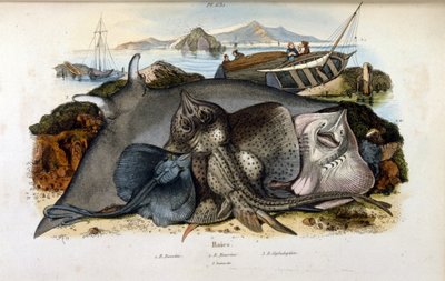 Ilustração do peixe Manta Ray (cromolitografia do Dictionnaire pittoresque d