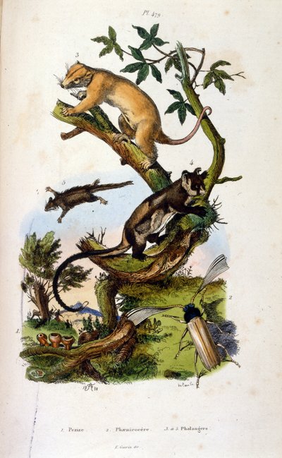 Ilustração de mamíferos e insetos. (cromolitografia do dicionário pitoresco de história natural e fenômenos naturais de Felix-Edouard Guerin de Felix Edouard Guerin