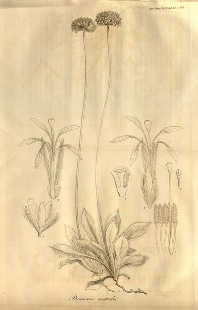 Esta é a guia. 28 do Volume X de Transações da Sociedade Linnean de Londres, publicado em 1811 de Ferdinand Bauer