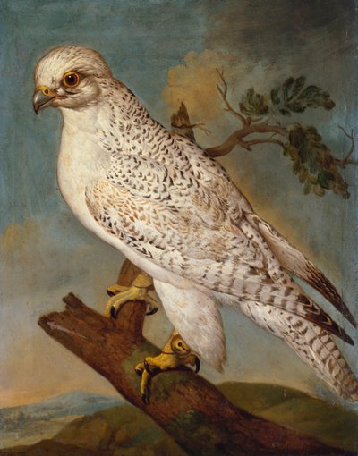 Um falcão em um galho, 1736 de Ferdinand Phillip de Hamilton