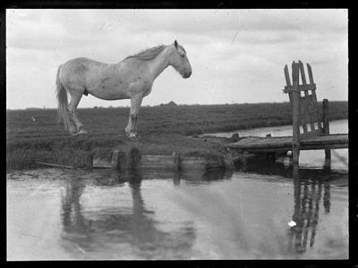Cavalo solitário de Ferdinand Schmutzer