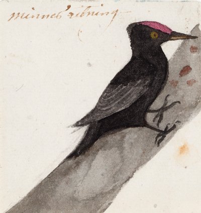 O grande pica-pau preto de Ferdinand von Wright