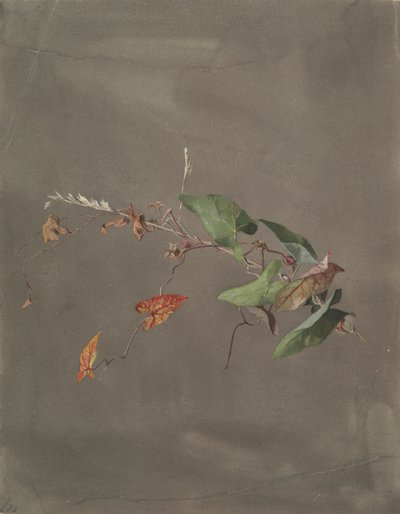 Trepadeira de Fidelia Bridges