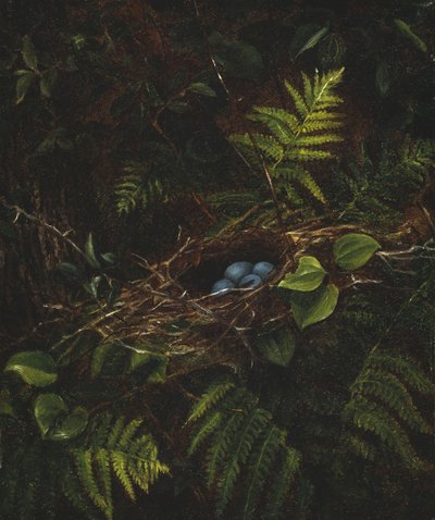 Ninho e samambaias de pássaros, 1863 de Fidelia Bridges