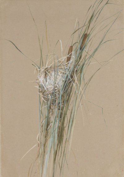 Ninho de pássaros em Cattails, ca. 1875 de Fidelia Bridges