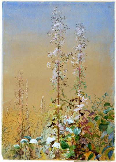 Sem título, ca. 1876. de Fidelia Bridges