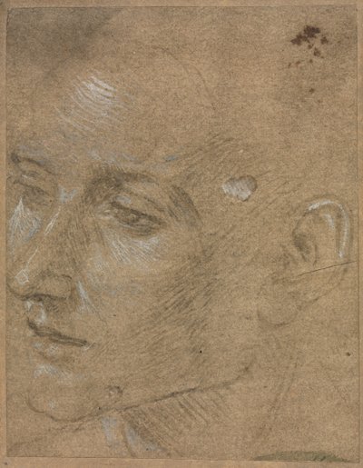 Cabeça de um jovem de Filippino Lippi