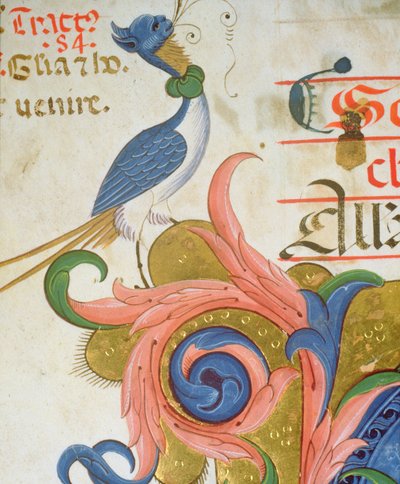 Missal 515 f.28v Pássaro fantástico com cabeça humana em pé na esquina de um detalhe inicial historiated de um livro de coro executado antes de 1449 detalhe de pergaminho de 56724 de Filippo di Matteo Torelli