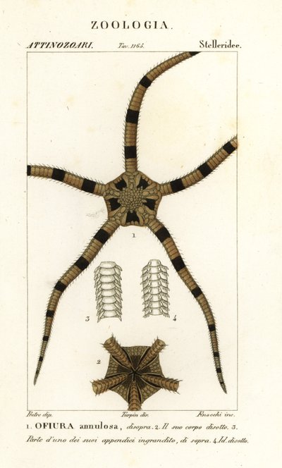 Equinodermes de estrela britânica, Ophiomastix annulosa, Ophiura annulosa de Finocchi Finocchi