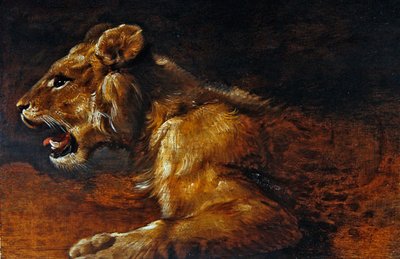 A Study of a Young Lion, School of Antwerp, c.1640 (óleo sobre painel) de Flemish School
