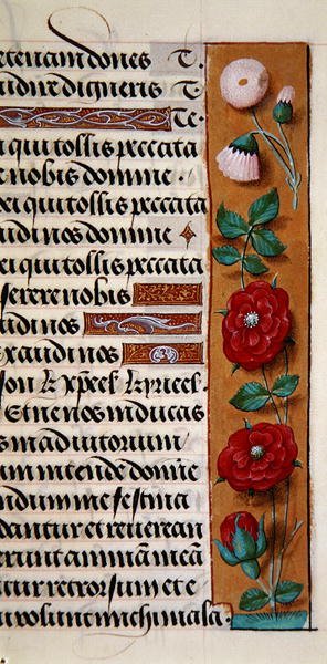 Sra. 1058-1975, f.120r: detalhe de uma margem floral de um Livro de Horas, c.1500 (vellum) de Flemish School