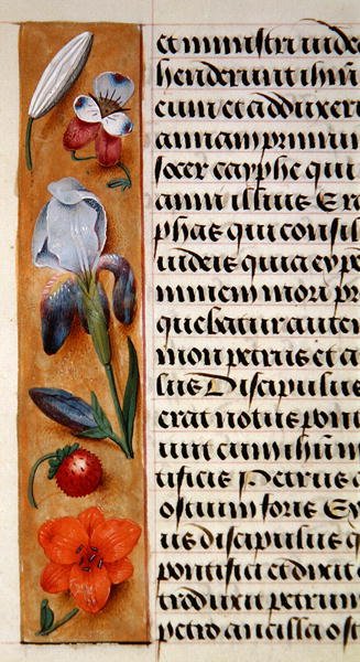 Sra. 1058-1975, f.16v: detalhe de uma borda floral de um Livro de Horas, c.1500 (vellum) de Flemish School