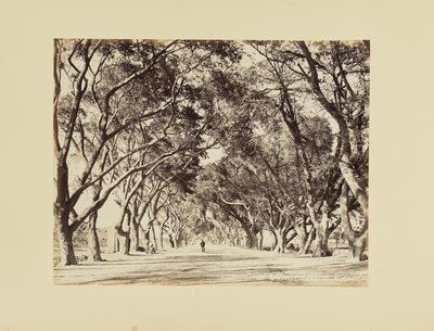 Cairo, Allée de Choubra de Félix Bonfils