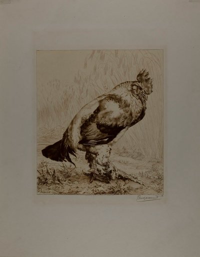 O galo velho de Félix Henri Bracquemond