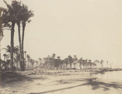 Floresta. de Félix Teynard