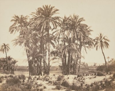 [Bosque de tamareiras visto do ponto A, Karnak] de Félix Teynard