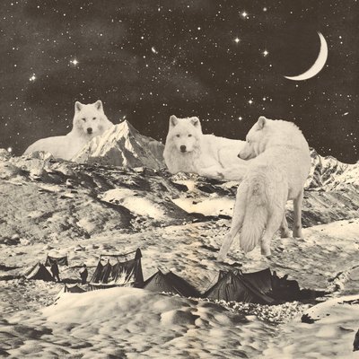 Três Lobos Brancos Gigantes nas Montanhas de Florent Bodart