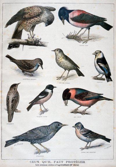 Aves protegidas e úteis na agricultura, 1897 de Fortuné Méaulle