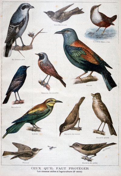 Aves protegidas e úteis na agricultura, 1897 de Fortuné Méaulle
