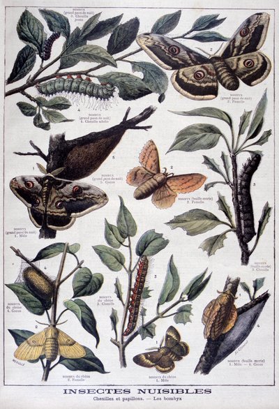 Insetos nocivos: lagartas, borboletas e mariposas, 1897 de Fortuné Méaulle