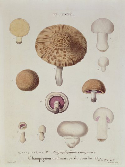 Hypophyllum campestre ou o cogumelo de campo, prato 130 de &39;Iconografia dos Champion de JJ Paulet&39; por JH Leveille, gravado por Renard, 1855 de Fossier