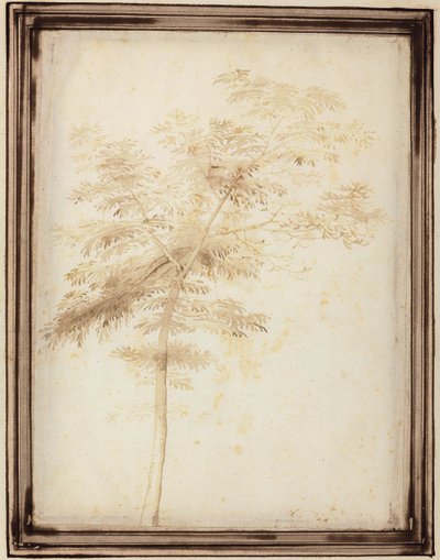 Um estudo de uma árvore de Fra Bartolomeo