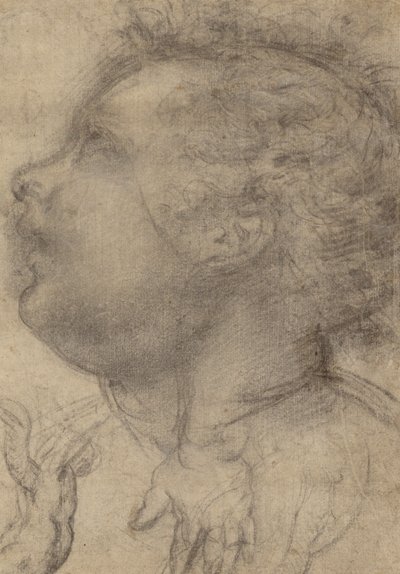 Cabeça de criança, um anjo e uma mão (frente); figura masculina (verso) de Fra Bartolommeo (Baccio della Porta)