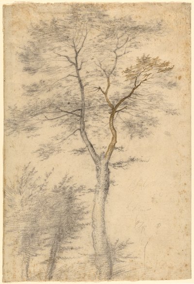 Três estudos de árvores de Fra Bartolommeo (Baccio della Porta)
