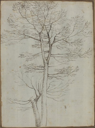 Árvore nua [verso] de Fra Bartolommeo