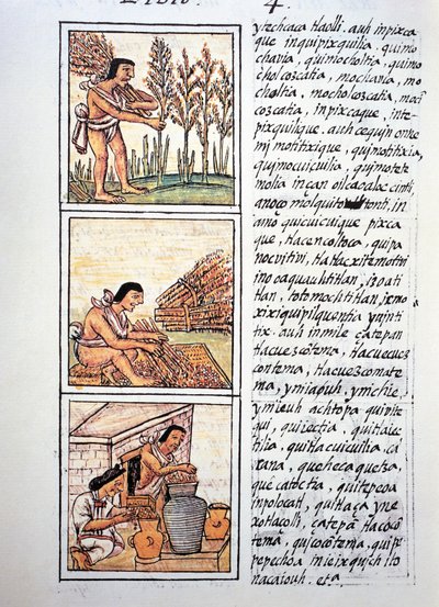 Cenas de vida camponesa, colheita de trigo, descaroçamento em esteira e estocagem em frascos, texto em Nahuati, do fac-símile do manuscrito História Geral das Coisas da Nova Espanha, também conhecido como Codex Florentino, de Bernardino de Sahagun de Fra Bernadino da Sahagun