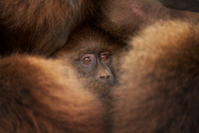 A observar o macaco bebé de Fran Rodríguez