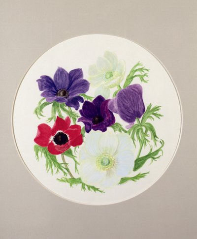 Anêmonas de Frances Buckland