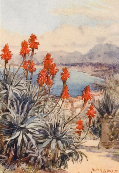 Os Aloés Vermelhos (litografia a cores) de Frances Nesbitt