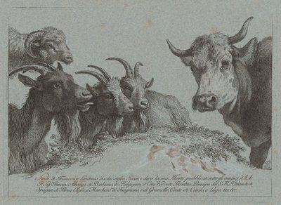 Estudo de cabeças: três cabras, um boi e um carneiro, publicado c. 1783. de Francesco Londonio