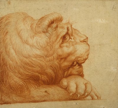 Uma cabeça de leão de perfil (giz vermelho sobre papel branco) de Francesco de Rossi Salviati Cecchino