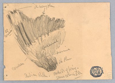Esboço de uma asa de Francis Augustus Lathrop