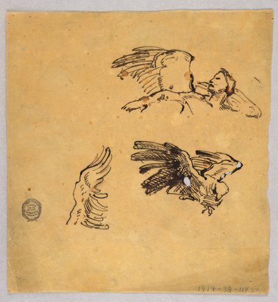Estudos de asas de Francis Augustus Lathrop