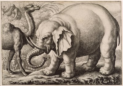 Um elefante e um camelo, gravados por Wenceslaus Hollar (1607-77) 1663 de Francis Barlow