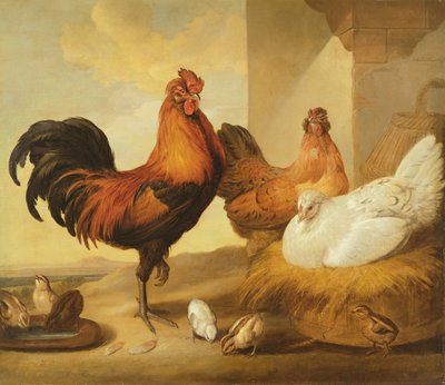 Galo Doméstico, Galinhas e Filhotes, 1655 de Francis Barlow