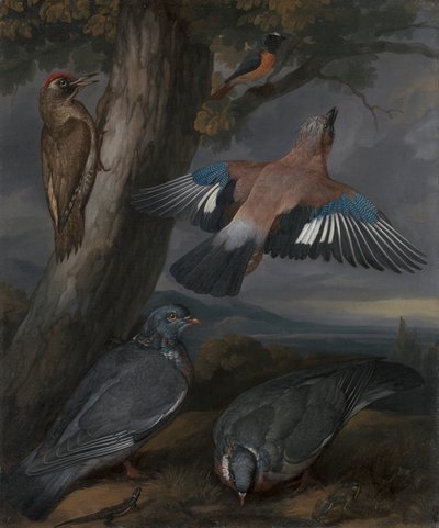 Jay, Pica-pau Verde, Pombos, e Redstart de Francis Barlow