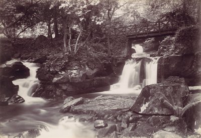 Floresta. de Francis Bedford