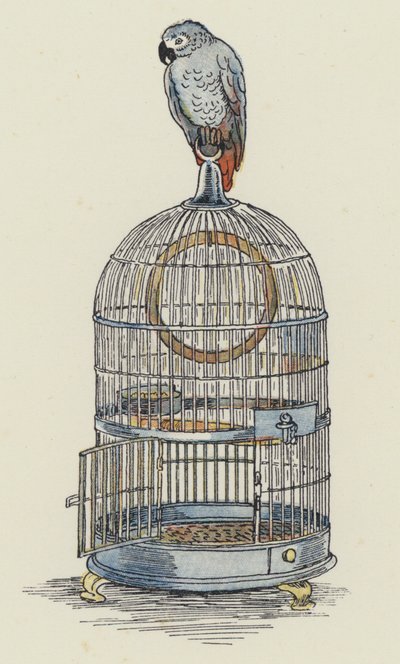 Papagaio sentado em cima da sua gaiola (litografia a cores) de Francis Donkin Bedford