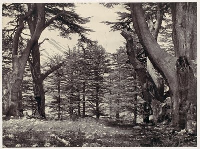 Cedros do Líbano de Francis Frith