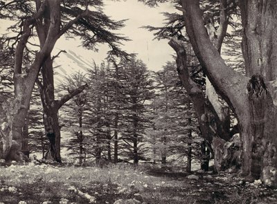 Cedros do Líbano, ca. 1857. de Francis Frith