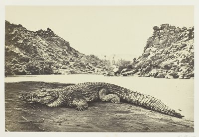 Crocodilo em um banco de areia de Francis Frith
