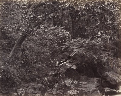 Glen em Lynmouth, década de 1860 de Francis Frith