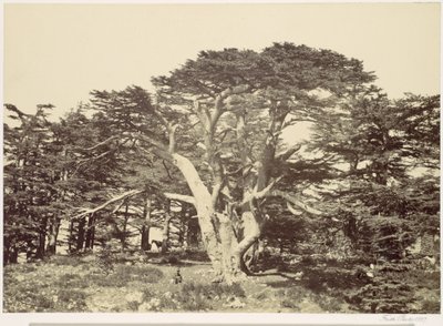 O maior dos cedros, monte Líbano de Francis Frith